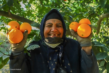 عکس/ برداشت پرتقال از باغات گلستان