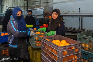 عکس/ برداشت پرتقال از باغات گلستان