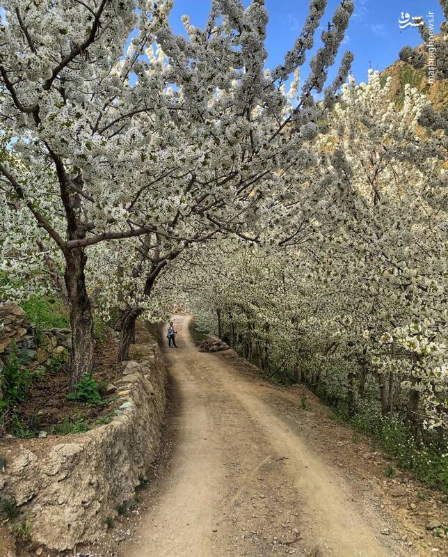 عکس/ فصل بهار در روستای سنگان