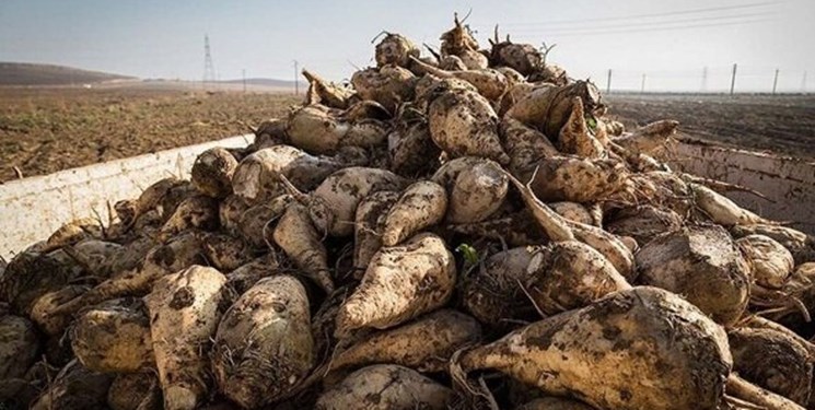 خواندنی‌های تاریخ| ماجرای ورود «چغندر قند» به ایرانِ عهد قاجار