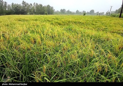 قیمت جدید برنج به زودی اعلام می‌شود