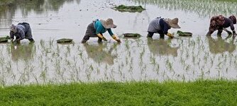 تولید ۲.۷ میلیون تن برنج در سال جاری؛ ۷۰ درصد نیاز کشور تأمین شد