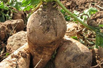 ابلاغ قیمت تضمینی چغندرقند برای سال زراعی آینده