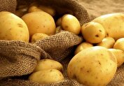 سیب‌زمینی با قیمت ۳۶ هزار تومان در میادین میوه: تحویل ۲۸ هزار تومانی به غرفه‌داران!