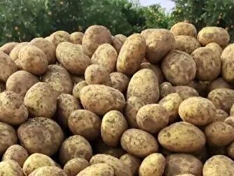 آشفته بازار سیب‌زمینی؛ محدودیت‌های صادراتی عامل کمبود محصول