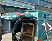 نجات توله شیر از خانه قهرمان رزمی