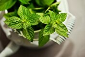 گیاهی که دستگاه تنفس را خوشبو می‌کند