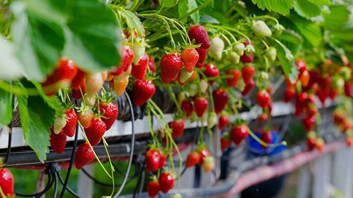 افزایش ۲۰ درصدی برداشت محصولات گلخانه‌ای با فناوری نانوحبات