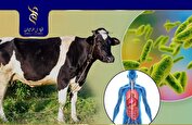 طراحی تست تشخیصی بیماری بروسلوز توسط محقق ایرانی