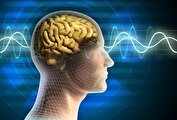 کلمات را از کدام قیمت مغز به یاد می‌آوریم؟