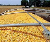 سبوس همچنان دونرخی است