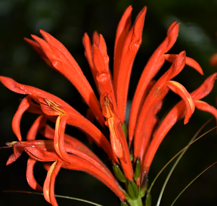 دانشمندان در ۲۰۲۵، ۱۹۰ گونه جدید گیاهی و قارچی نام‌گذاری کردند از جمله قارچ هولناک عنکبوت‌کش