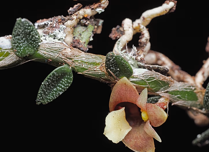 دانشمندان در ۲۰۲۵، ۱۹۰ گونه جدید گیاهی و قارچی نام‌گذاری کردند از جمله قارچ هولناک عنکبوت‌کش