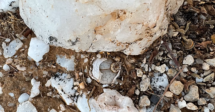 دانشمندان در ۲۰۲۵، ۱۹۰ گونه جدید گیاهی و قارچی نام‌گذاری کردند از جمله قارچ هولناک عنکبوت‌کش