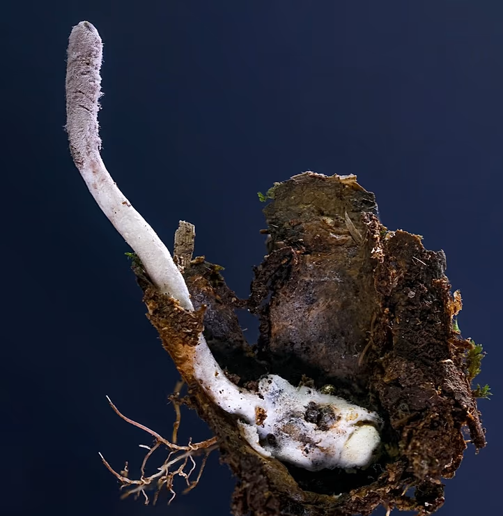 دانشمندان در ۲۰۲۵، ۱۹۰ گونه جدید گیاهی و قارچی نام‌گذاری کردند از جمله قارچ هولناک عنکبوت‌کش