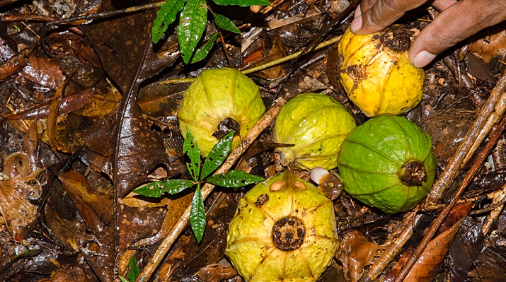 دانشمندان در ۲۰۲۵، ۱۹۰ گونه جدید گیاهی و قارچی نام‌گذاری کردند از جمله قارچ هولناک عنکبوت‌کش