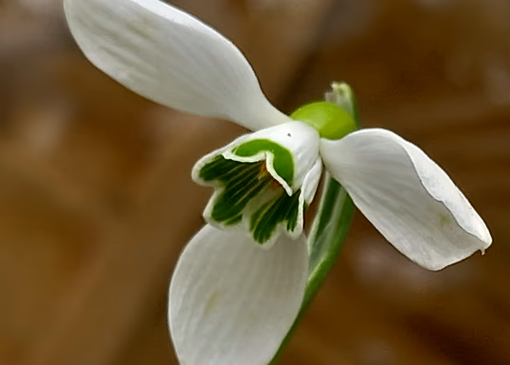 دانشمندان در ۲۰۲۵، ۱۹۰ گونه جدید گیاهی و قارچی نام‌گذاری کردند از جمله قارچ هولناک عنکبوت‌کش