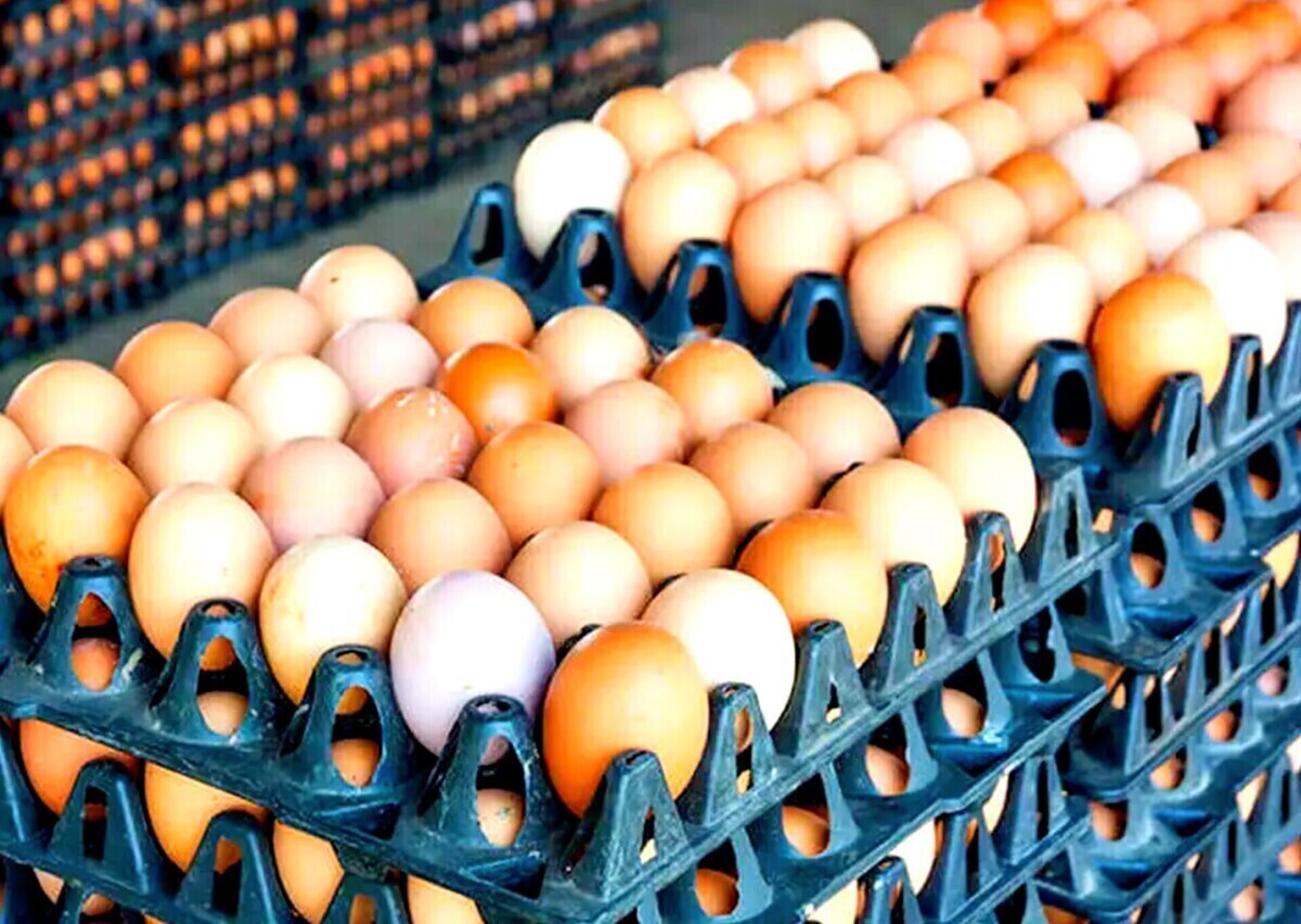 تخم مرغ ارزان شد/ قیمت هرشانه تخم مرغ به ۳۷۰ هزارتومان رسید