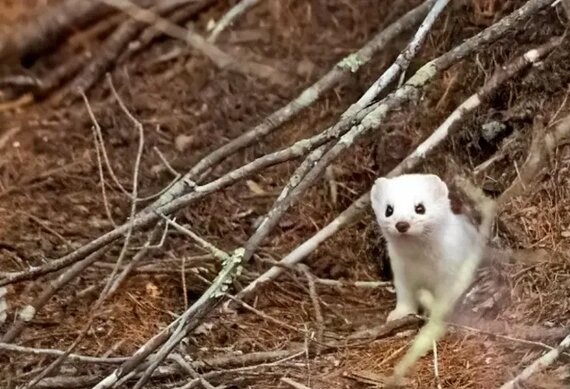 این حیوانات در زمستان «سفید» می‌شوند
