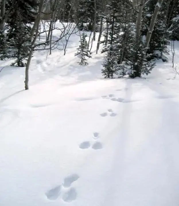 این حیوانات در زمستان «سفید» می‌شوند
