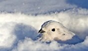 این حیوانات در زمستان «سفید» می‌شوند