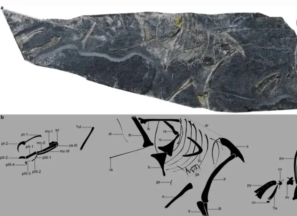 کشف فسیل قدیمی‌ترین پرنده جهان در چین