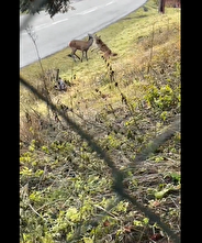 ببینید| تلاش ناکام گرگ اوراسیایی برای شکار گوزن