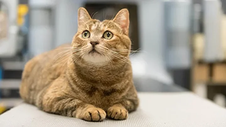 بررسی علمی ارتباط گربه‌ها و درمان سرطان