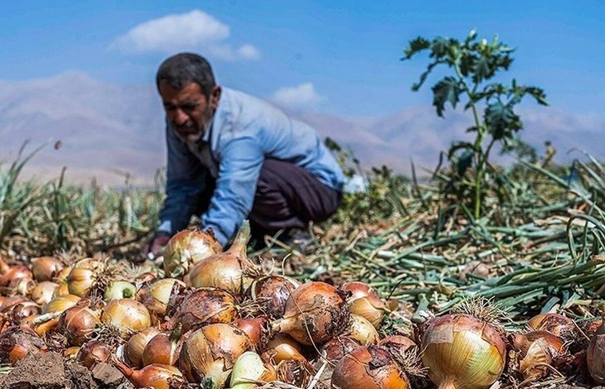 آغاز خرید توافقی پیاز از کشاورزان 
