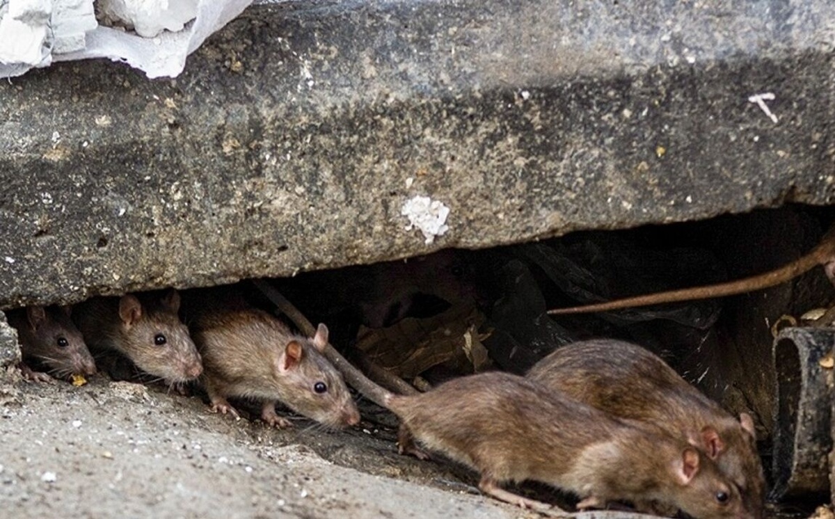 کاهش شکایت مردم تهران از موش ها پایتخت موش آدم خوار ندارد