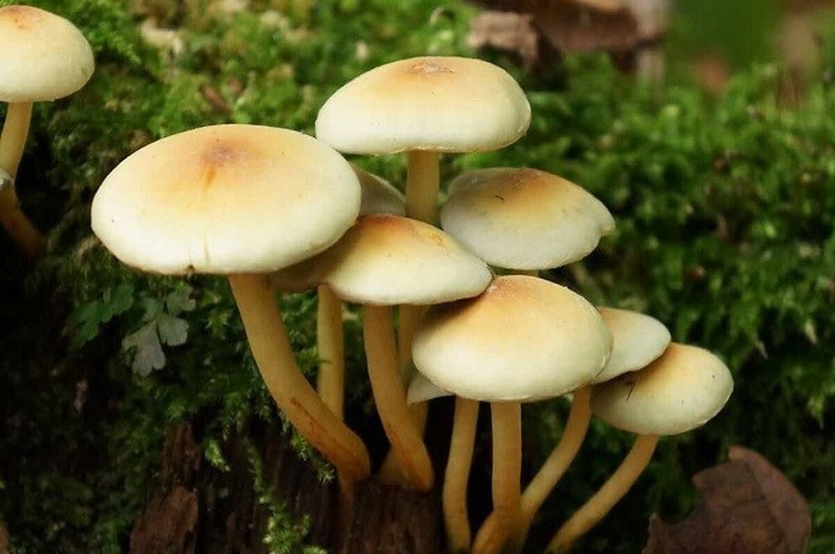 مسمومیت ۱۸۰ نفر بر اثر مصرف قارچهای سمی