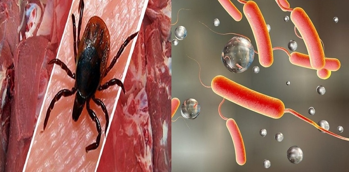 کنه ها فعال شدند چند توصیه وزارت بهداشت برای پیشگیری از «تب کریمه کنگو»