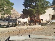 حدود ۶۰ راس اسب در حمله رژیم صهیونیستی به دهکده المپیک کرمانشاه تلف شد
