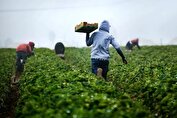 گزارش جامع ایران ۲۴ از بازار محصولات کشاورزی کشور؛ چالش‌ها، فرصت‌ها و چشم‌انداز آینده