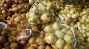 تثبیت قیمت سیب‌زمینی و پیاز/۲۲۰ هزار تن کلزا خریداری شد