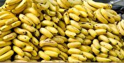 اعلام شرایط واردات موز در برابر صادرات برخی اقلام میوه/ هر ۱.۵ کیلو سیب، یک کیلو موز