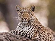 مشاهده پلنگ ایرانی در پارک ملی خبر کرمان