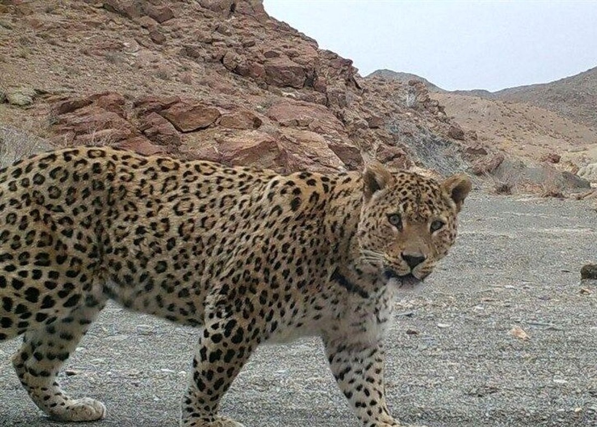 حمله پلنگ به یک چوپان در ارتفاعات شهرستان سرباز