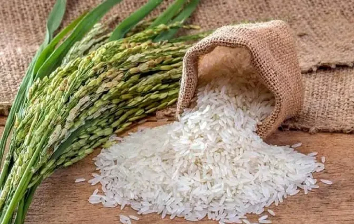 برنج ایرانی ارزان می‌شود؟