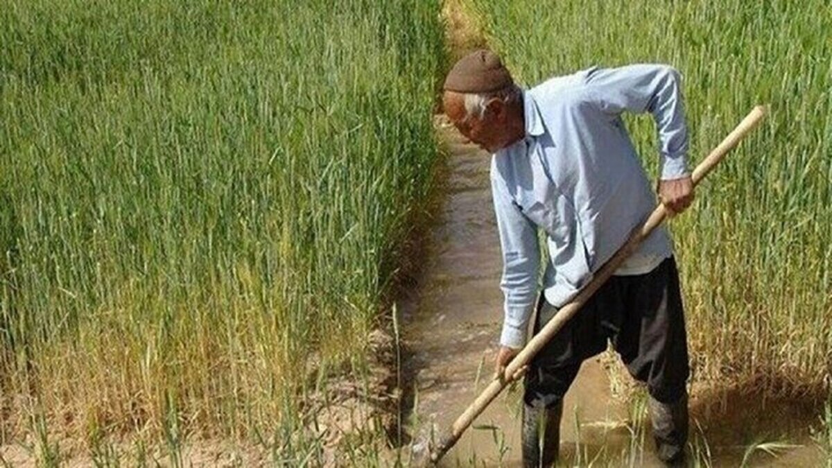 پتروشیمی‌ها امسال کود مورد نیاز بخش کشاورزی را تحویل ندادند