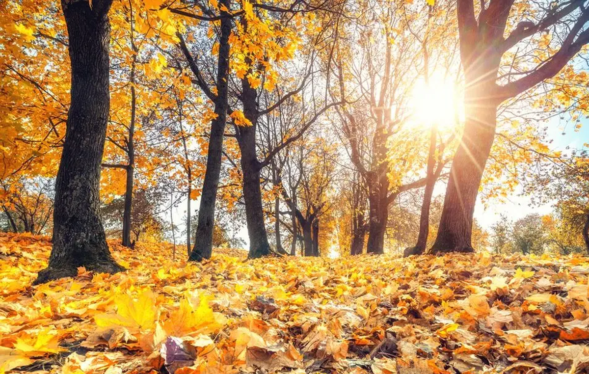 پاییز ۱۴۰۴ خنک است؟