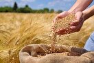 نوروزی: گندم کالای استراتژیک، نباید سیاسی نگاه شود/هزینه واردات با نرخ بالای ارز در تعیین قیمت گندم لحاظ شود/لزوم تعیین هرچه زودتر نرخ خرید گندم
