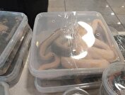 کشف و ضبط ۱۶ خزنده قاچاق در یک منزل مسکونی