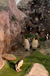 ببینید| شادی کودکانه یک پنگوئن با حباب‌ها