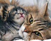 نجات بچه‌گربه از صخره با واکنش غیرمنتظره مادر+ فیلم