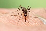 هشدار؛ گسترش فعالیت پشه آئدس با بارش‌های پاییزی