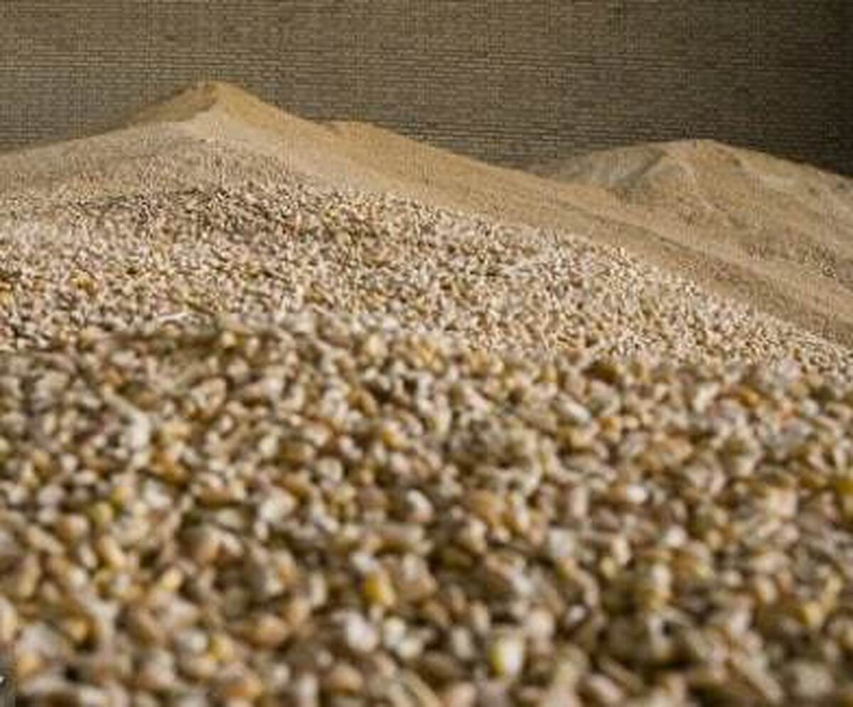 آغاز اجرای مصوبه دولت برای ساماندهی واردات و عرضه نهاده‌های دامی