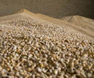 آغاز اجرای مصوبه دولت برای ساماندهی واردات و عرضه نهاده‌های دامی