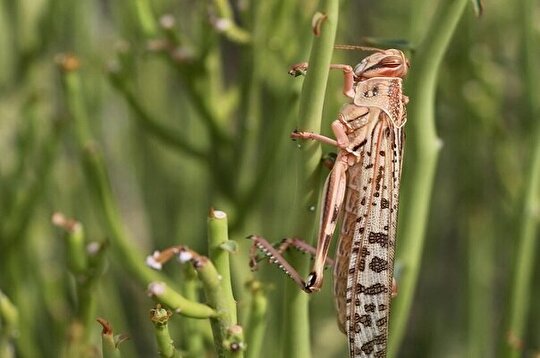 آماده باش کامل هرمزگان برای مقابله با هجوم ملخ‌های صحرایی