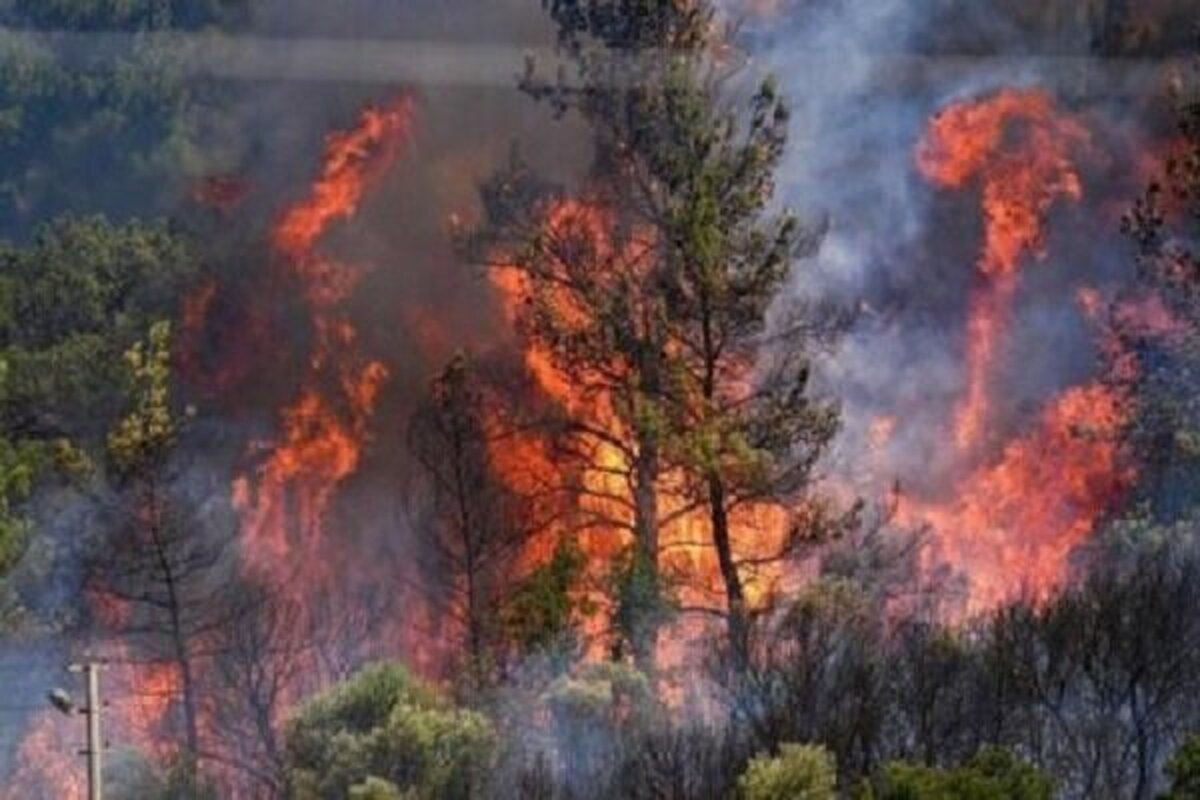 ۱۰ هکتار از اراضی جنگلی الیت چالوس نابود شد